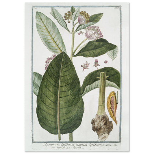 Apocynum latifolium