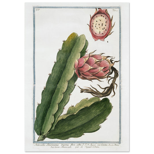 Melocactus americanus trigonus flore